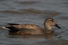 David Plant Photography - Wildlife Photography - Gadwall - I
